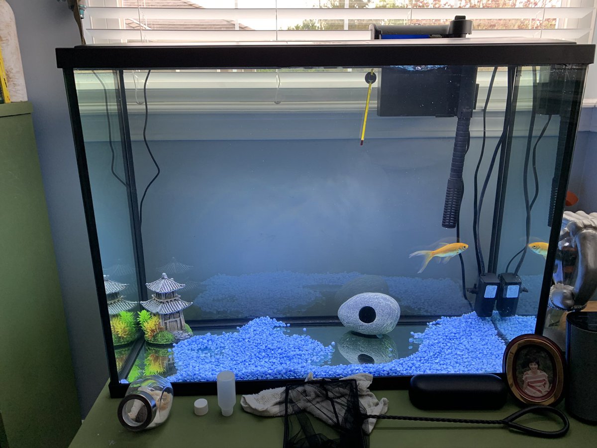 Ian_A_MacDonald's tweet photo. 2 years ago today someone left a goldfish in a water bottle on the #TeamMacDonald driveway. We moved him to a large margarita glass, a small tank, a medium tank and now on to a fish palace. We love #JerryTheDrivewayFish #FishRescue #HappyAnniversary #Family https://t.co/SYZSNmLh6C