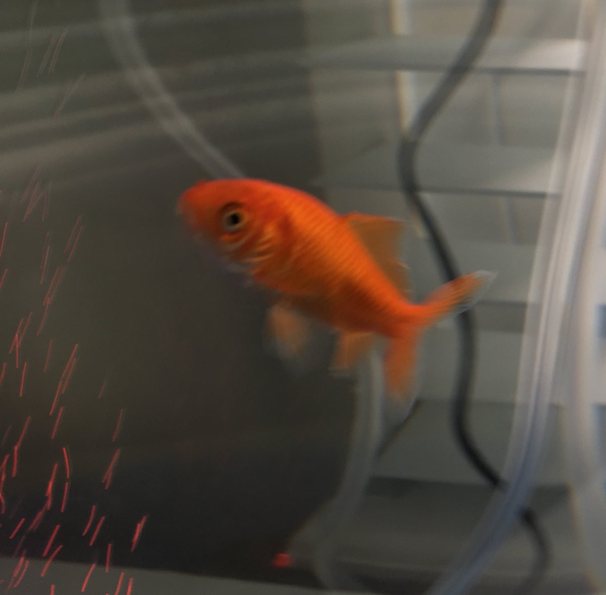 Ian_A_MacDonald's tweet photo. 2 years ago today someone left a goldfish in a water bottle on the #TeamMacDonald driveway. We moved him to a large margarita glass, a small tank, a medium tank and now on to a fish palace. We love #JerryTheDrivewayFish #FishRescue #HappyAnniversary #Family https://t.co/SYZSNmLh6C