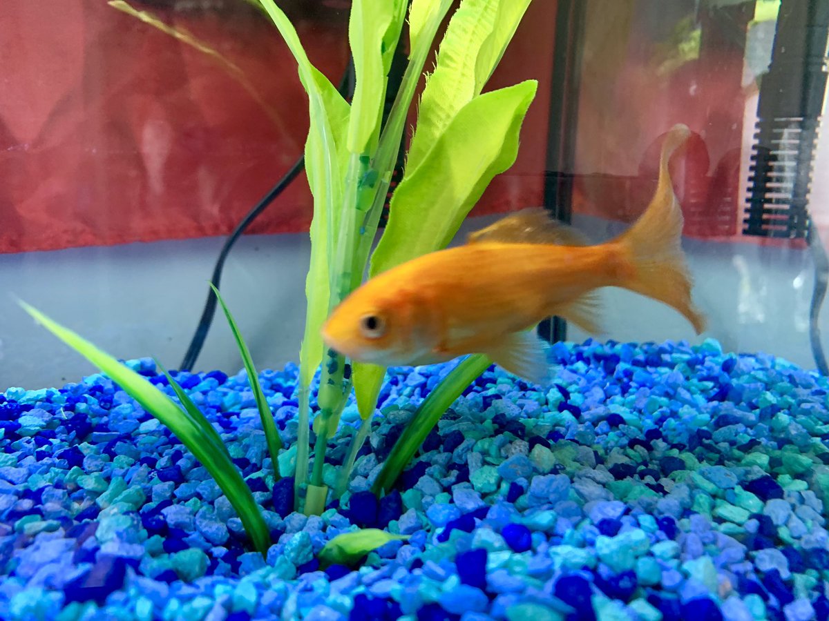 Ian_A_MacDonald's tweet photo. 2 years ago today someone left a goldfish in a water bottle on the #TeamMacDonald driveway. We moved him to a large margarita glass, a small tank, a medium tank and now on to a fish palace. We love #JerryTheDrivewayFish #FishRescue #HappyAnniversary #Family https://t.co/SYZSNmLh6C