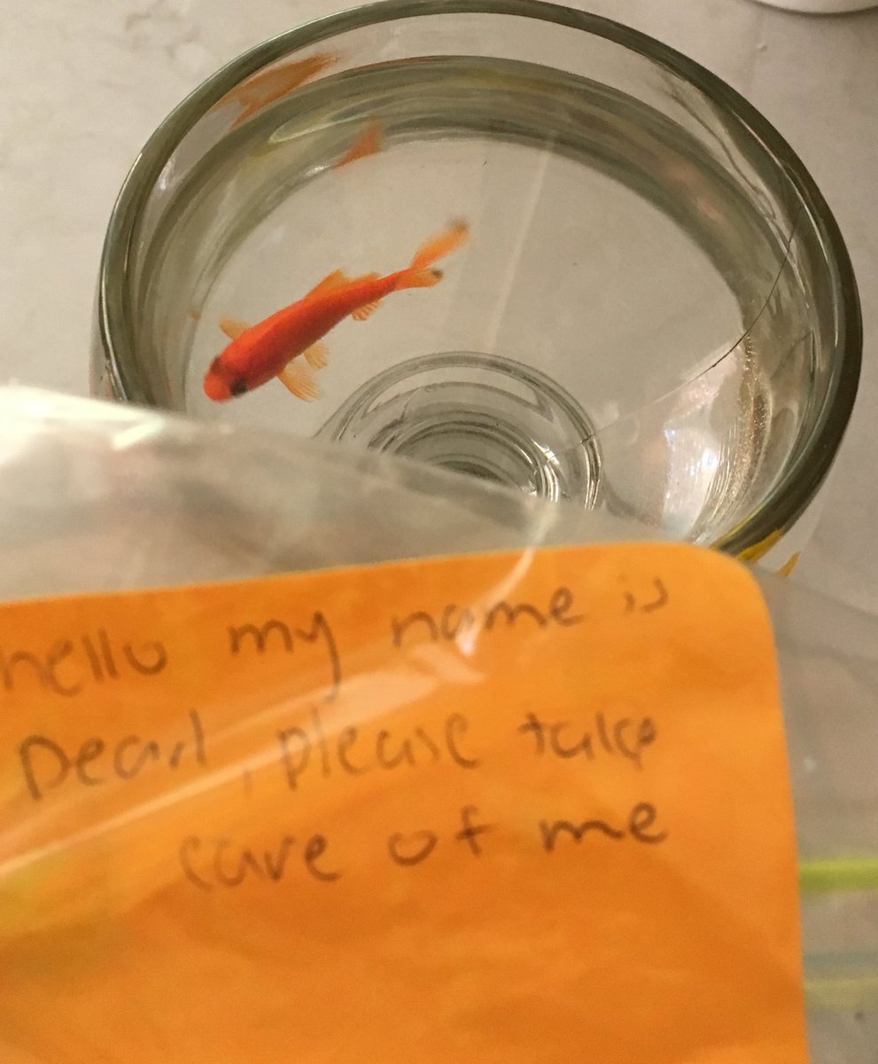 Ian_A_MacDonald's tweet photo. 2 years ago today someone left a goldfish in a water bottle on the #TeamMacDonald driveway. We moved him to a large margarita glass, a small tank, a medium tank and now on to a fish palace. We love #JerryTheDrivewayFish #FishRescue #HappyAnniversary #Family https://t.co/SYZSNmLh6C