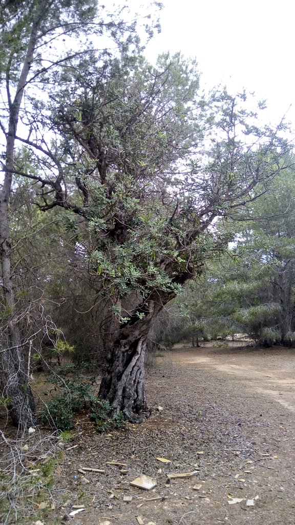 arbopalm's tweet photo. Ceratonia siliqua veterana entre pinos
#Treebikeride https://t.co/uC2XPyozCG