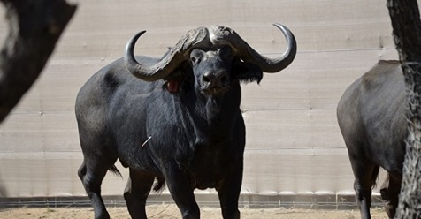 Buffels in bomas mag skuif. Lees hier meer - bit.ly/35RMfep
Foto: Jasper Raats
<a href="/WRSAtweets/">WRSA</a>