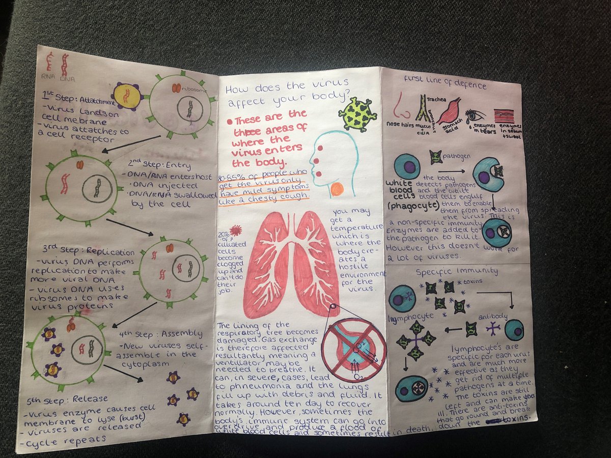 Grace has produced a fantastic pamphlet on the coronavirus! We love the step-by-step diagram modelling how a virus replicates. Brilliant work! <a href="/DHFSUpdate/">D H F S</a> #LearningAtHome #sciencefromhome