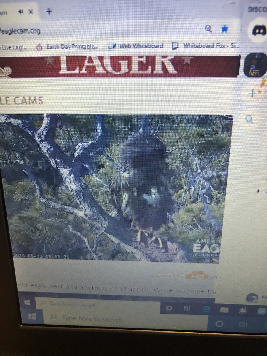 Mrs.  Emmons had a live class with the National Eagle foundation and the students observed live Eagles and learned all about them. Woodland School Rocks!