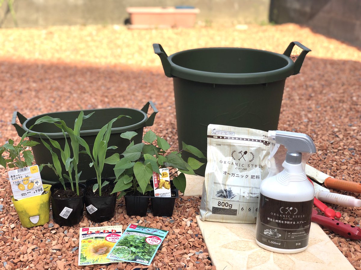 あおいおママaoiomama お庭で4時間 ママはクタクタ 子供たちは大満足な1日 夏の収穫に向けて 家庭菜園 開始 今年はちょっと冒険して とうもろこしやサツマイモに挑戦 Daiso ではひまわりとコリアンダーの種を買いました 子どもが食べる野菜