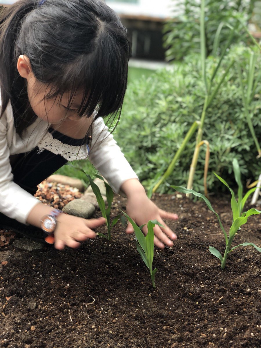あおいおママaoiomama お庭で4時間 ママはクタクタ 子供たちは大満足な1日 夏の収穫に向けて 家庭菜園 開始 今年はちょっと冒険して とうもろこしやサツマイモに挑戦 Daiso ではひまわりとコリアンダーの種を買いました 子どもが食べる野菜