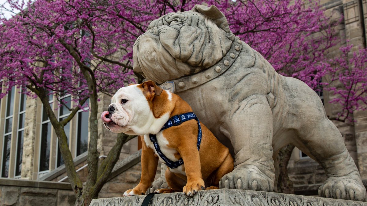 TheButlerBlue's tweet photo. I have got quite the #tongueouttuesday for you this week. Full curl! #GoDawgs https://t.co/qahXRpYNIz