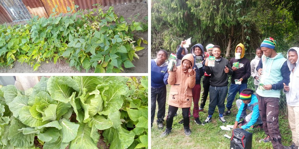 PreciousTrees's tweet photo. FRUITS OF LOCKDOWN LABOUR: The young workforce that PTP is slowly building up to plant our sponsored trees have been using lockdown time to plant mini #foodgardens all around their homes.... and their green fingers are showing ❤️🌱❤️#growyourown
#communityupliftment #foodsecurity https://t.co/F7HZ12nnfW