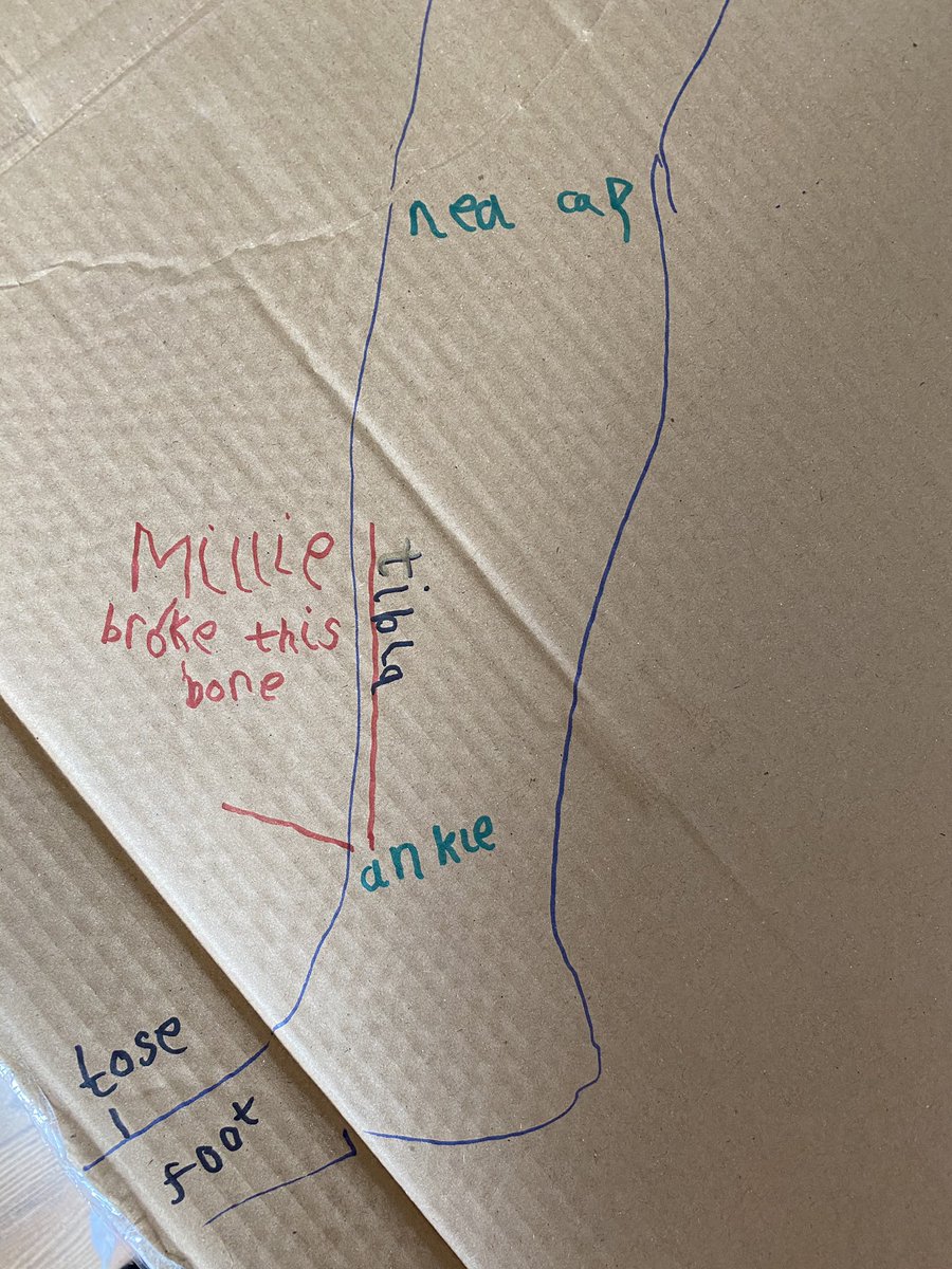 Kayleigh3649's tweet photo. After Millie broke her leg Zak was eager to learn about bones ,so we drew around him and labelled as many bones and body parts that he knew. @MillfieldHT @MillfieldPS https://t.co/WN44HH9H2f