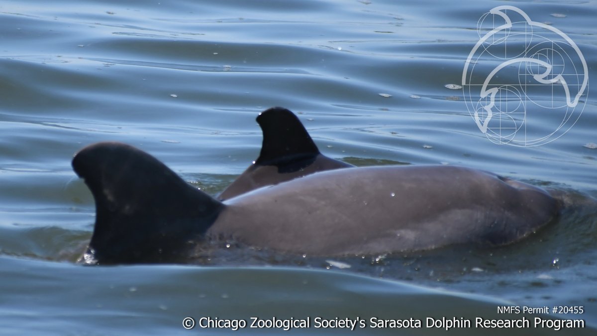 dolphinsarasota's tweet photo. It's #TursiopsTuesday. This is Sarasota Bay’s 2nd documented new calf of 2020! Here is #F207 and her new baby, which was less than a week old in this pic. Check out the calf's 'fetal folds' — the vertical stripes along its sides. These will go away as the calf grows. #CZSSDRPyoy https://t.co/QjfVML72Vx