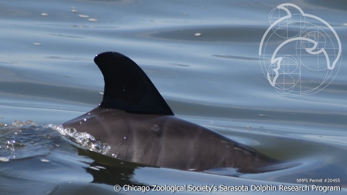 dolphinsarasota's tweet photo. It's #TursiopsTuesday. This is Sarasota Bay’s 2nd documented new calf of 2020! Here is #F207 and her new baby, which was less than a week old in this pic. Check out the calf's 'fetal folds' — the vertical stripes along its sides. These will go away as the calf grows. #CZSSDRPyoy https://t.co/QjfVML72Vx