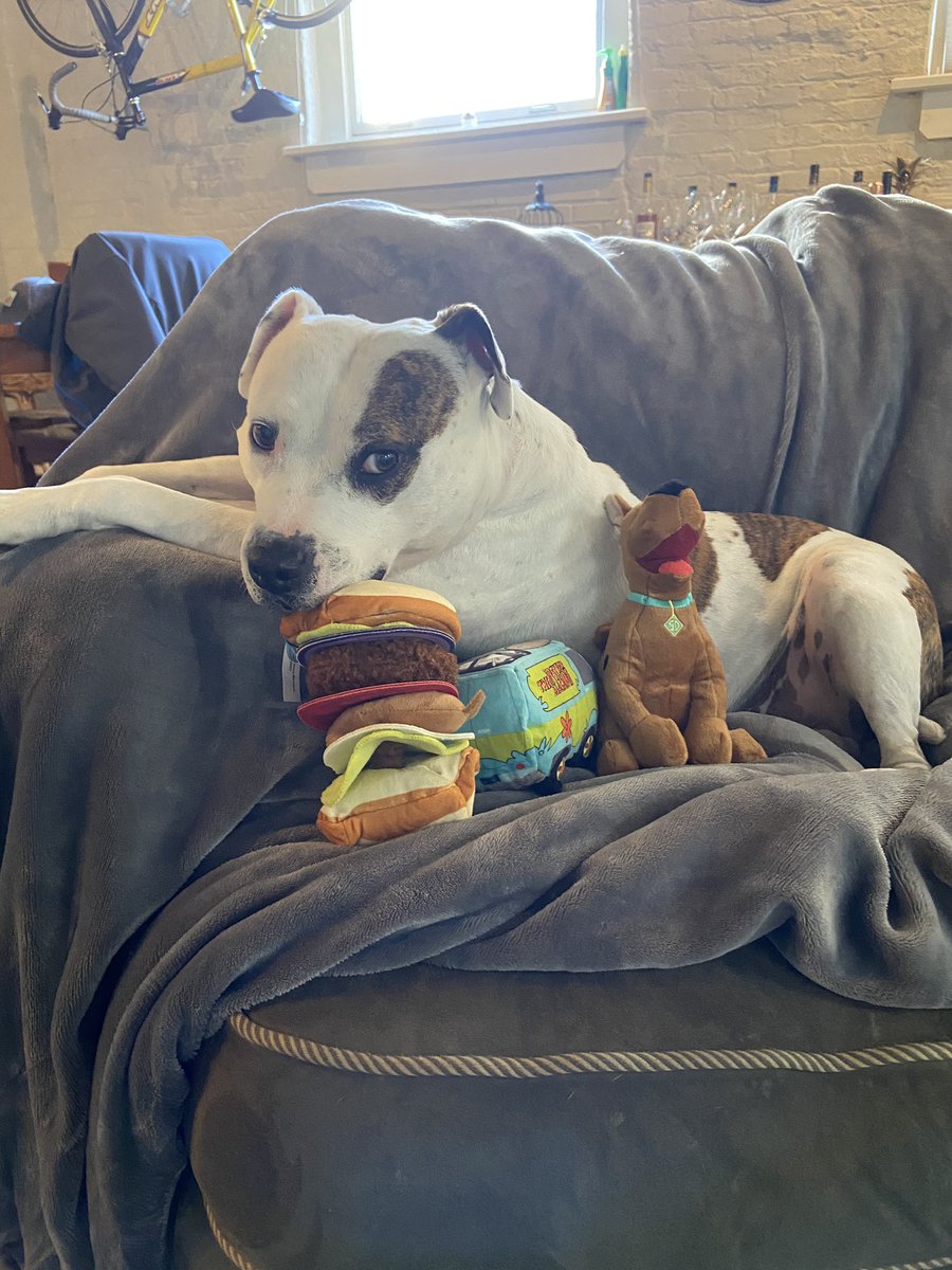 Kurtonian's tweet photo. #barkboxday #scoobtoys https://t.co/UVmJjXQu7U