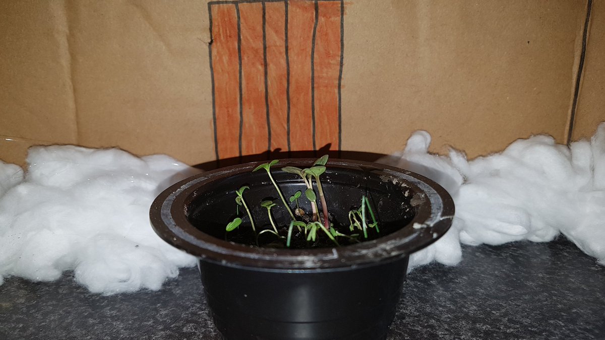 gemroseh's tweet photo. Jack and the beanstalk project @MeynellSchool https://t.co/n2nWfuzJYJ