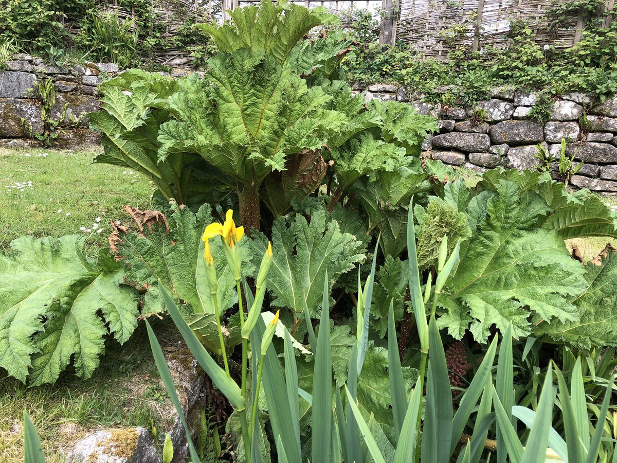 @burngold @bethia_naughton @CornishMining Can endorse that - much #heritage to appreciate on our doorsteps ... & in my case under my garden. #Gunnera growing in waterway from mine that runs through my garden