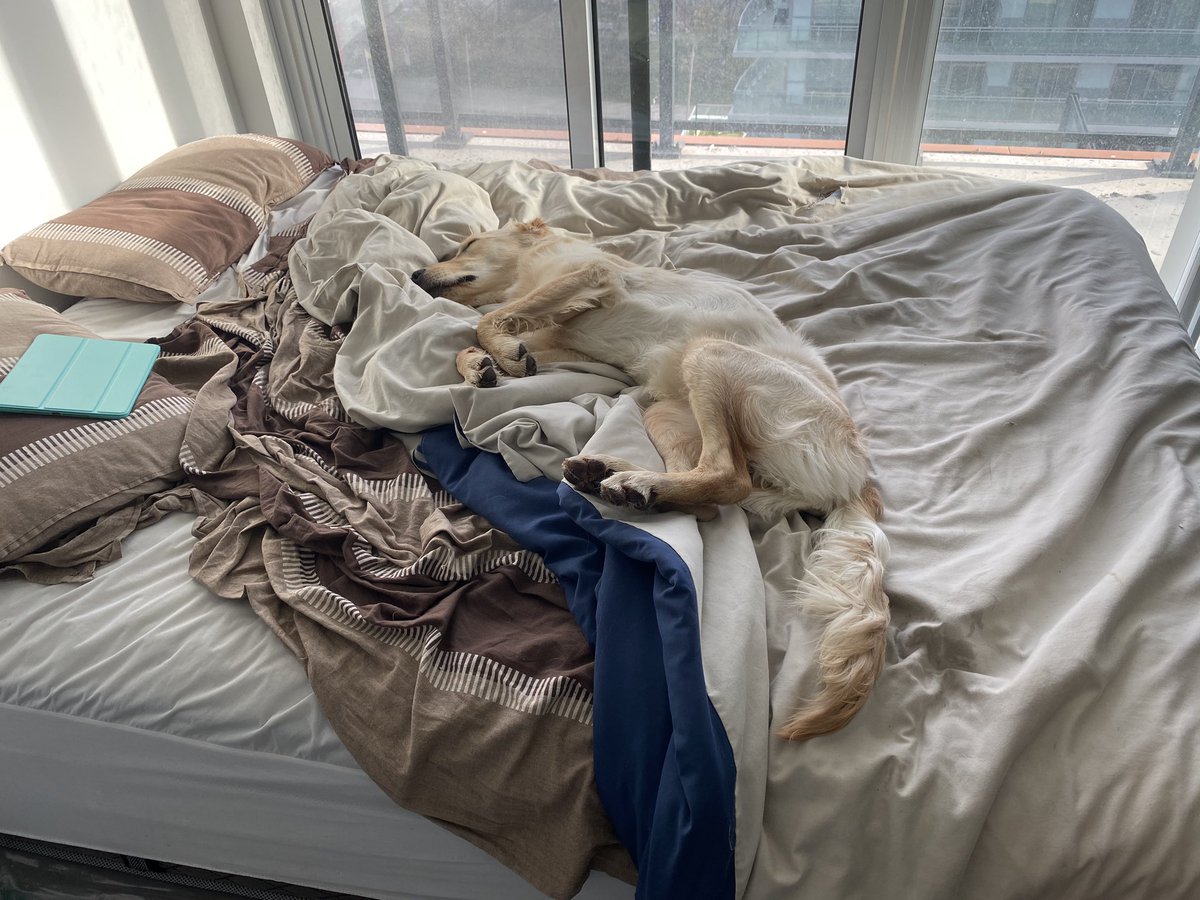 eshaanistic's tweet photo. After morning run someone decides to sleep while I have to work so that I can get paid to bring food in his bowl.

Wonder who is the master!!! https://t.co/C05apao09N