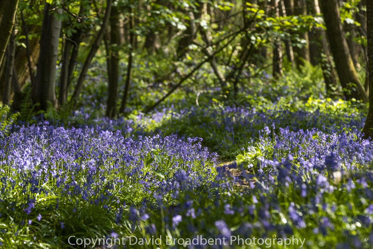 FoDschool's tweet photo. #bluebells in the #forestofdean #shotinisolation #wildflowers #spring #Gloucestershire #nature #forest #woodland https://t.co/1Q1Tgs9C8W