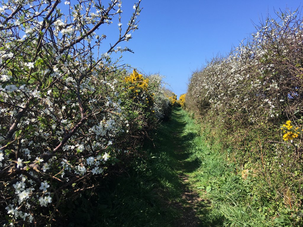 Cornish Riviera tweet media