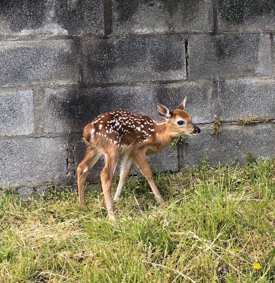 A tiny bit of good news to start Day 60. Yesterday evening, my boys discovered this tiny baby deer — alone, scared and shivering — in a field across the street from our house.This morning we saw it reunited with its mother.