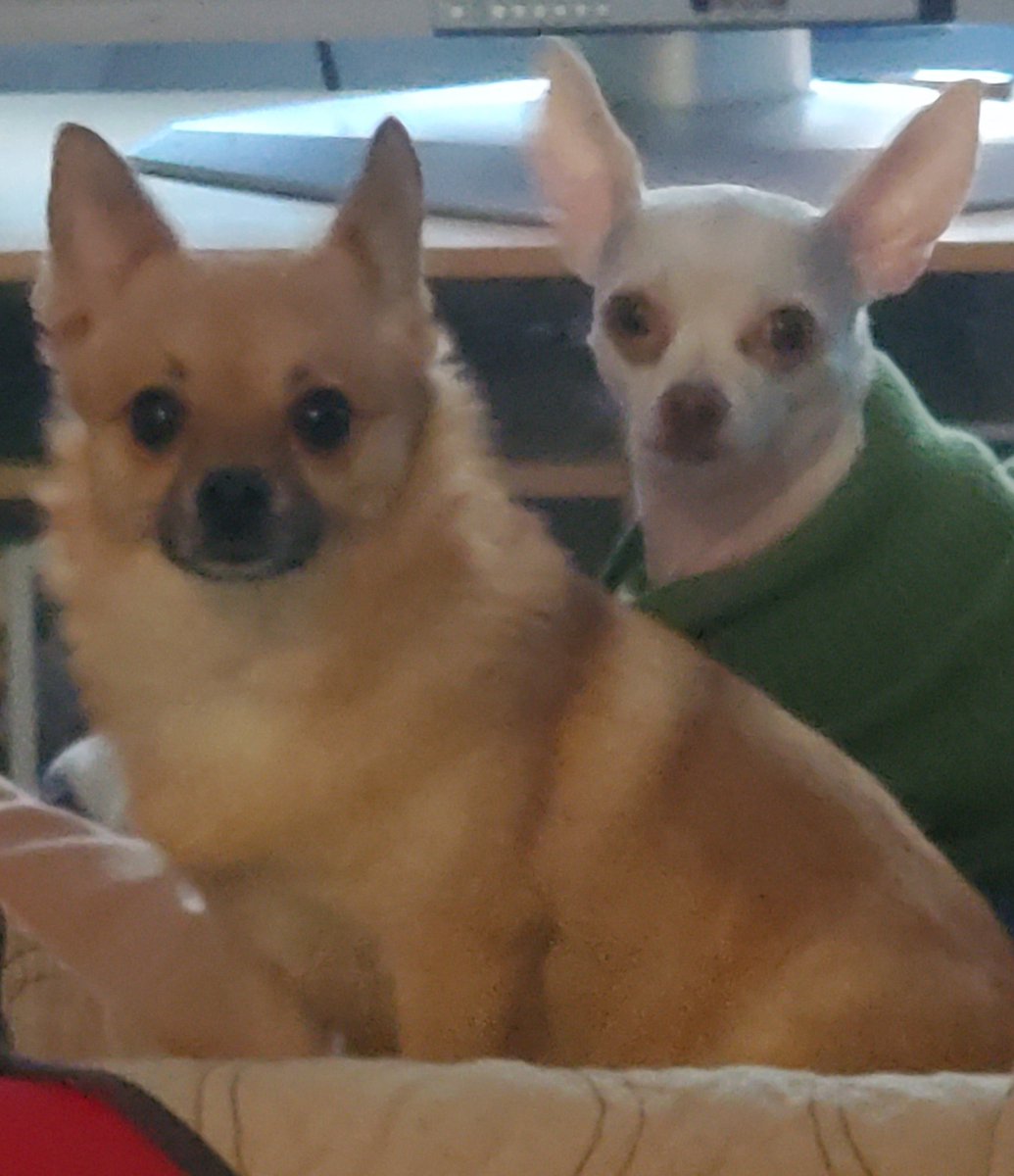Tracy40403307's tweet photo. Sookie and Paco are watching all of our Wolfpac students completing  their ELA and Social Studies lessons today!!
#readinggoals
#PacPride
#feedingthegoodwolf https://t.co/xvGHpr9dE8