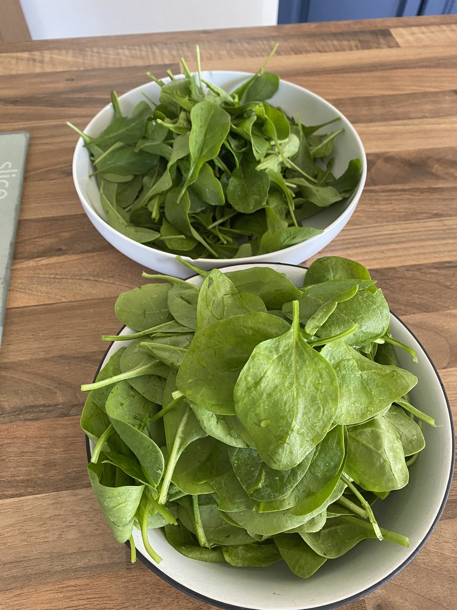pattieoboyle's tweet photo. My youngest lockdown buddy’s Covid garden project from March to now
Gorgeous fresh spinach &amp; rocket ready for eating. Spuds, onions &amp; scallions coming along nicely 
#TuesdayMotivation #TYStudent https://t.co/hLh0BsFY8q
