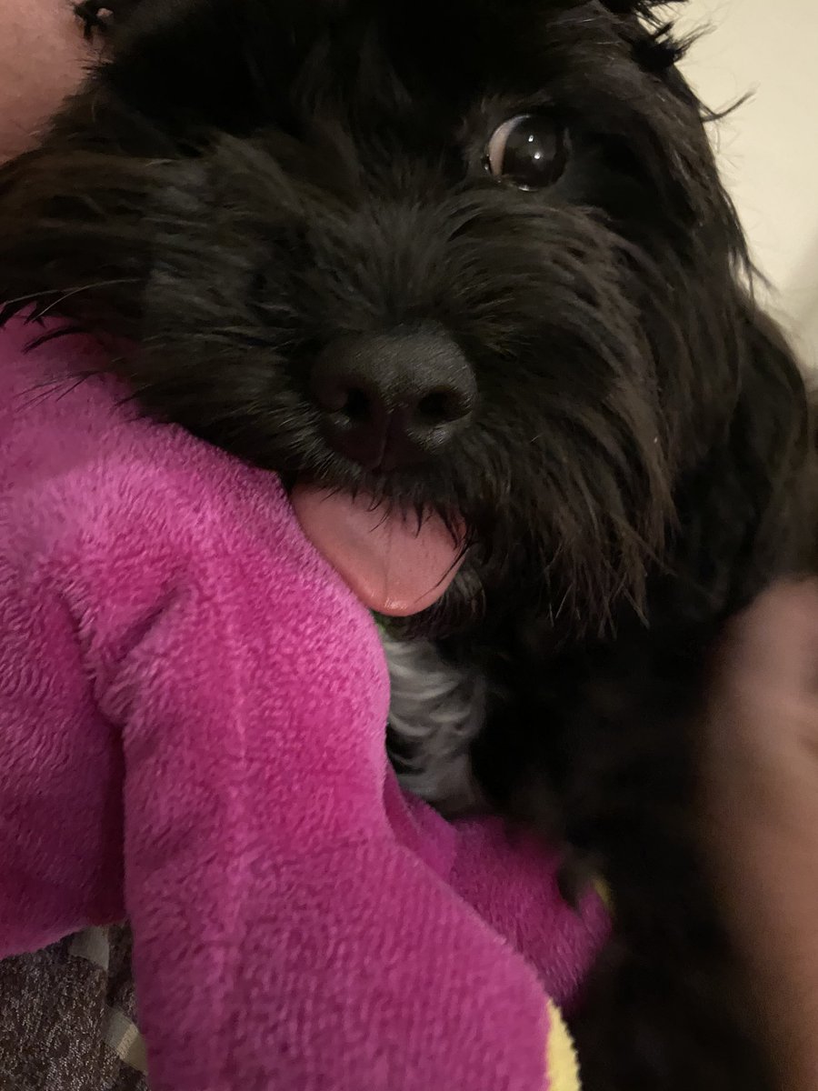 OdinAllbother's tweet photo. I didn't understand the memo - which way is this thing supposed to go again? #TongueOutTuesday #TOT  #deepthoughts #NotQuiteSure https://t.co/B921f6Pw7v