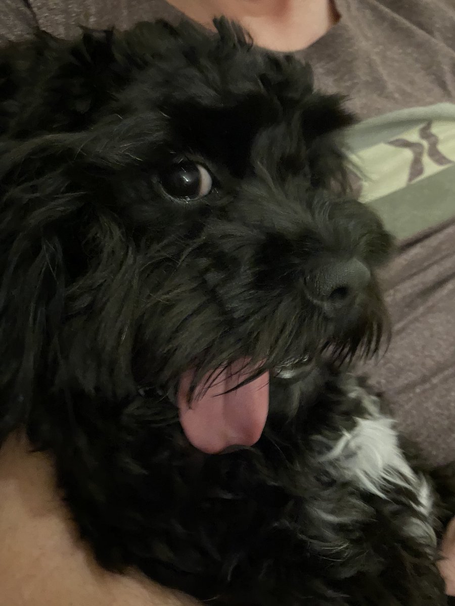 OdinAllbother's tweet photo. I didn't understand the memo - which way is this thing supposed to go again? #TongueOutTuesday #TOT  #deepthoughts #NotQuiteSure https://t.co/B921f6Pw7v