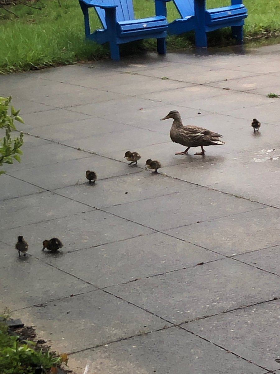 Wildlife at College Avenue 
9 babies over the weekend 
#circleoflife #wildlife #ThisIsCASS @collegeavenuess #celebratingeveryday #StrongerTogether
