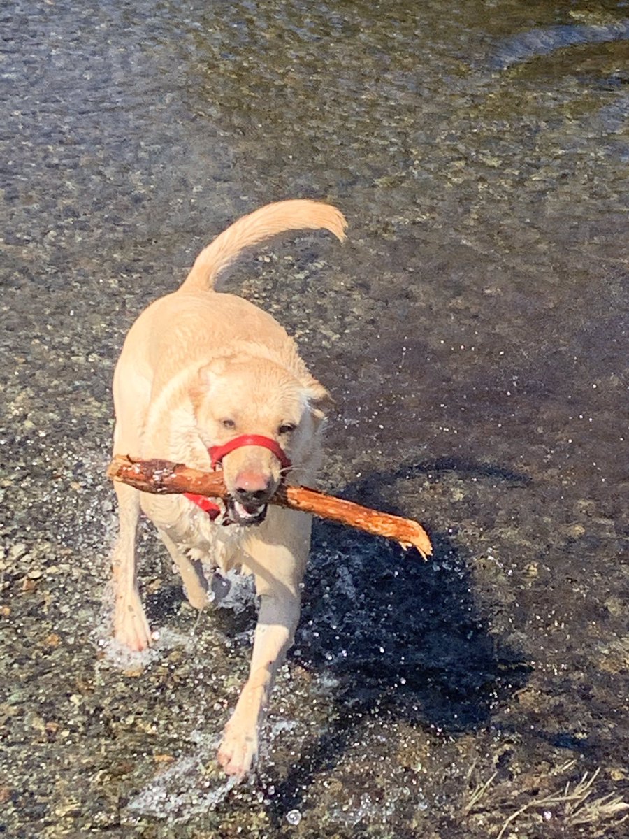ReginaCFoley's tweet image. Greta &amp;amp; Kieran’s dog Molly is getting a lot of attention since COVID-19, even wearing her red #spiritweekfromhome @RoncalliSchool @kerrrivant