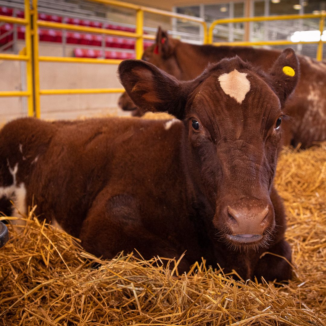theGroveWFD's tweet photo. It's Day 1 of Virtual Agri-Food Week! Check your email for a link to your virtual activities 😊 Be sure to share your experience with us, tag us on social media using #WFDFarmFan for a chance to win prizes from @GetCracking @OntarioDairy @BeefFarmersON &amp; @OntarioBeans 😍 https://t.co/Dt98mXhgkb