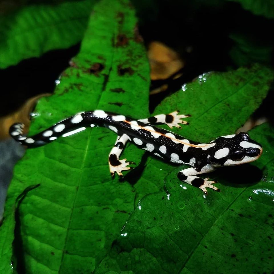 #endangered #iran #newt #fpwc #education #conservation #preservation #goWILDtx 

The kaiser newt is endemic to only 4 streams in the Zagros Mountains in Iran. Habitat destruction, damming of streams, and droughts all contribute to their population decline.