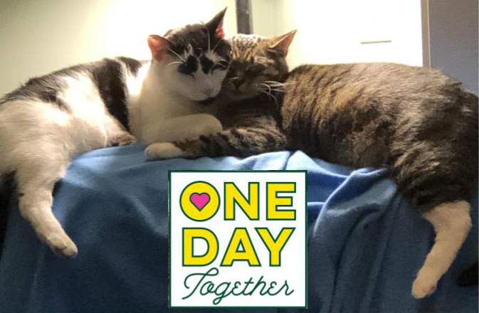 GeierLibrary's tweet photo. We too are celebrating One Day Together!  @BerkshireSchool  #onedaytogether #mrspollockscats https://t.co/SqKDsk5Crb