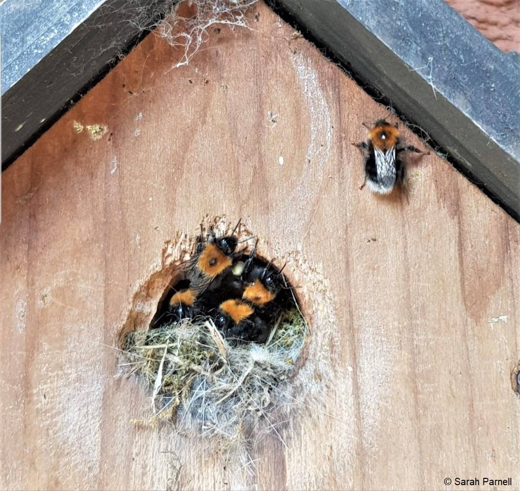 Tree #bumblebees earned their name because they love to nest up high - one of their favourite, sheltered and cosy places is inside an empty bird box.

Tree bumblebees are easily identified by their tri-coloured markings. They have a brown thorax, a black abdomen and white tail.