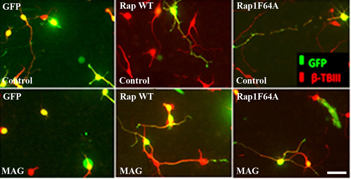 FEBS_Letters's tweet photo. Highlighted in our new issue: #Myelin-associated #glycoprotein (MAG) inhibits #neurite outgrowth through inactivation of the small #GTPase Rap1 →https://t.co/AcpoYlm1S2 #axonalregeneration #neurobiology #neurotrophins #neurons #axons @manitobaneuro https://t.co/hgrXF5k7FF