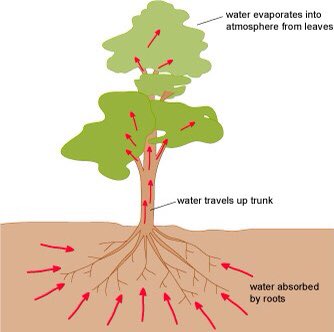 Plants can die if they are flooded with water. They slowly absorb it and it becomes part of them. This leads them to grow and flourish ...3/
