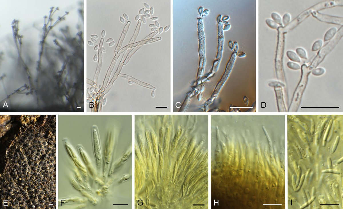 _Westerdijk_'s tweet photo. FUSE Vol6 Art9 Crous et al "New and Interesting Fungi. 3" is available at Ingenta NOW! #fungi #biodiversity #newtaxa #ITSbarcodes #systematics #typification #openaccess #FungiRock @FungusCrous
https://t.co/xpeGd6mEr4 https://t.co/C2s6ULNfkN