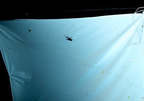 LUMBERJACK（ランバージャック） tweet media