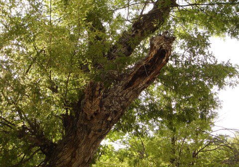 LUMBERJACK（ランバージャック） tweet media