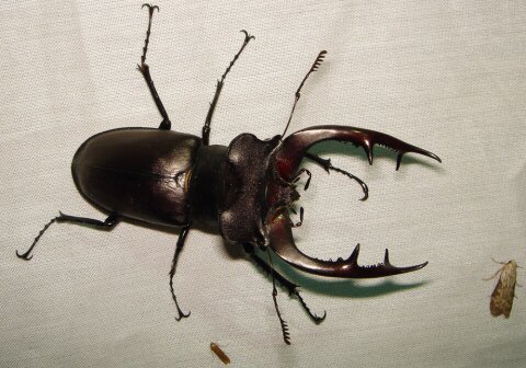 LUMBERJACK（ランバージャック） tweet media