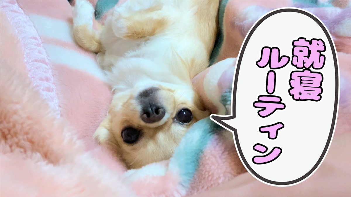 みるくchannel 犬 Vlog 子犬チワワの就寝ルーティン どうしてもこの位置がいいの T Co 1ud1fzes0u 大変遅くなりましたが 本日の動画先ほど公開しました みるくとの就寝ルーティン動画です 犬 チワワ 犬好きさんと繋がりたい みるく