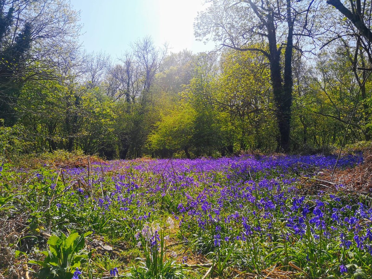 CESschools's tweet photo. Loving these photos from Tom at #CESWorthing! How nice does Spring look there?? What’s it like where you live? Tag us in your photos! 😀📸☀️🌸🌻💐 https://t.co/bo5RHfz7w4