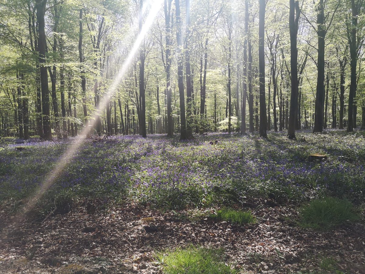 CESschools's tweet photo. Loving these photos from Tom at #CESWorthing! How nice does Spring look there?? What’s it like where you live? Tag us in your photos! 😀📸☀️🌸🌻💐 https://t.co/bo5RHfz7w4