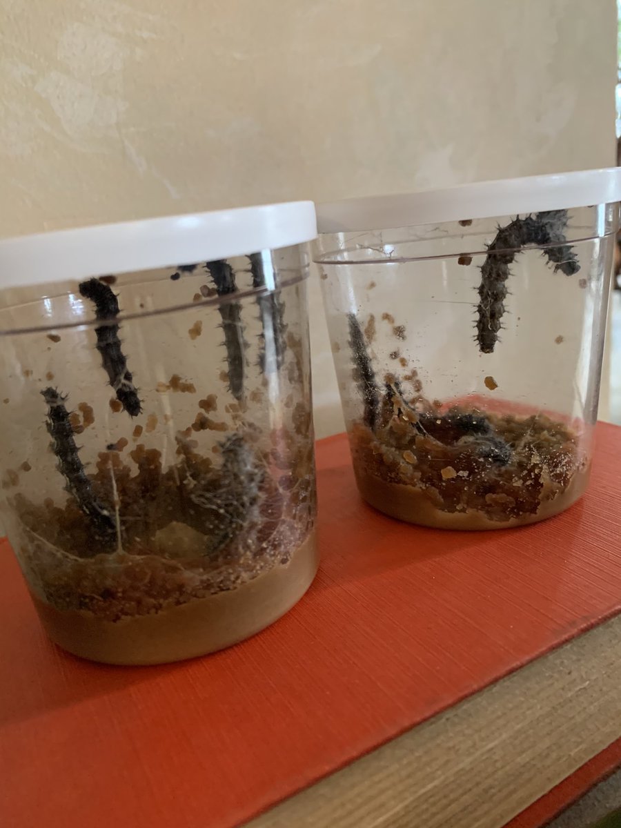 Day 7 The caterpillars are growing! They will grow to 10 times their size. The little black balls are their exoskeleton. They will shed their exoskeleton 5 times! ⁦<a href="/GuilfordEle/">Guilford Elementary School</a>⁩ #gatorsdeserveit20