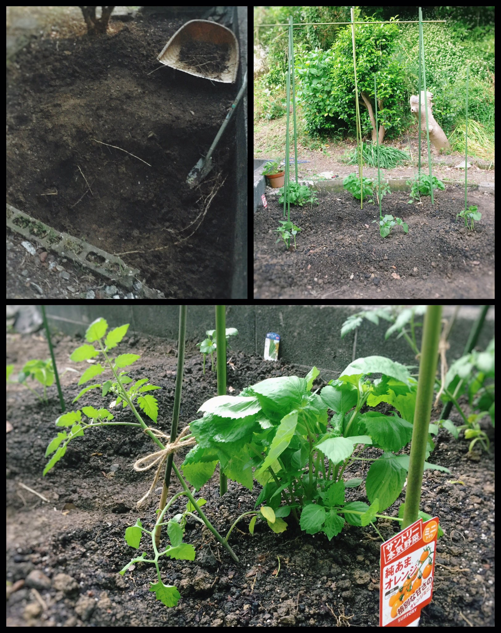 時雨かのこ 魔境解体中 無事に畑スペース完成 畝立てしてミニトマトとオクラの苗を植えたよ ミニトマトにはコンパニオンプランツとしてシソをセットで ミニトマトを結んだ細い支柱は 先日伐採した笹 まさかの笹が役立った 笹の根絶対許さないマンだっ