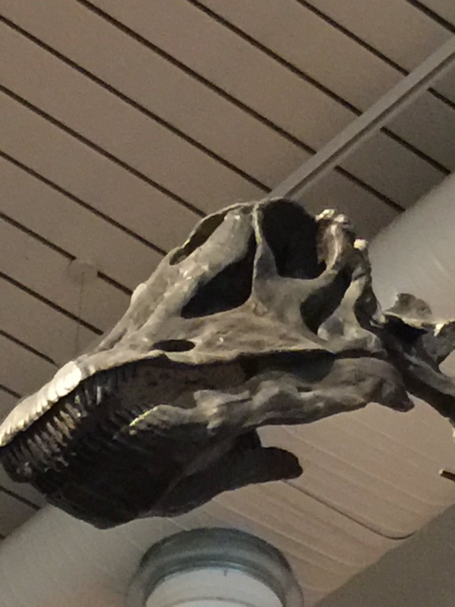 face_collie's tweet photo. @NHM_London Last year in Newcastle. https://t.co/duKtl5HOC8