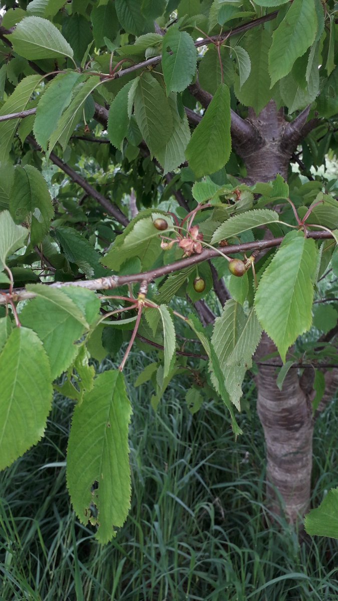 LittlePieceLand's tweet photo. Our #wildcherry are starting to #fruit. Six year old #trees have fruited for at least the last four years &amp; the birds have so far left us not one #cherry from 250 trees. Refuse to net the trees but thinking about small #nets around just a few bunches so I can try at least one 🤨 https://t.co/YYVeWKnnx1