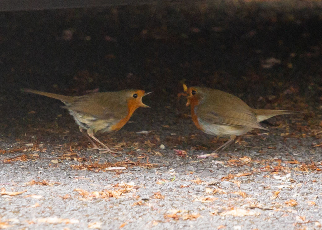 GerardHodge's tweet photo. It's taken a couple of weeks trying but, last night I managed to get both pairs of my local robins reaffirming their bonds with gifts of food.
It's a beautiful thing to see, I am so very fortunate.
@Natures_Voice @RSPBLiverpool @LiverpoolParks @BBCSpringwatch @katemacrae https://t.co/0QZQGtVvPQ
