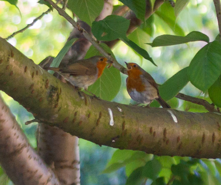 GerardHodge's tweet photo. It's taken a couple of weeks trying but, last night I managed to get both pairs of my local robins reaffirming their bonds with gifts of food.
It's a beautiful thing to see, I am so very fortunate.
@Natures_Voice @RSPBLiverpool @LiverpoolParks @BBCSpringwatch @katemacrae https://t.co/0QZQGtVvPQ