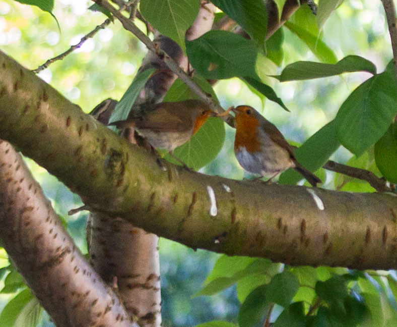 GerardHodge's tweet photo. It's taken a couple of weeks trying but, last night I managed to get both pairs of my local robins reaffirming their bonds with gifts of food.
It's a beautiful thing to see, I am so very fortunate.
@Natures_Voice @RSPBLiverpool @LiverpoolParks @BBCSpringwatch @katemacrae https://t.co/0QZQGtVvPQ