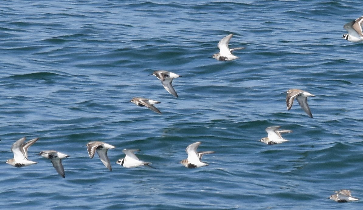 DaveyManMcG's tweet image. A busy week for wildlife in Lockdown Week 7 lalows.blogspot.com/2020/05/lockdo… #WildBlogs #Blackpool #FyldeFuture #NorthernGreenhouse