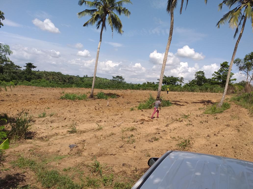 Greenrootsgh's tweet photo. Lands plowed in preparation for rainy season and a new cycle of crops planted... Constantly learning and innovating is our mantre #Greenroots #Pineapple #Ghana https://t.co/ndeJLJPeu1